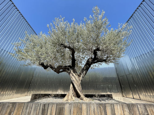 Olive tree in state of the art winery