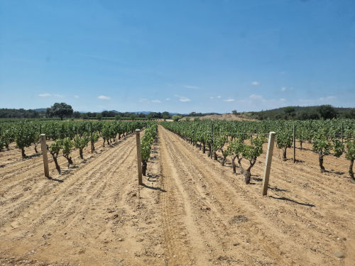 Landscape of Leoube vineyard
