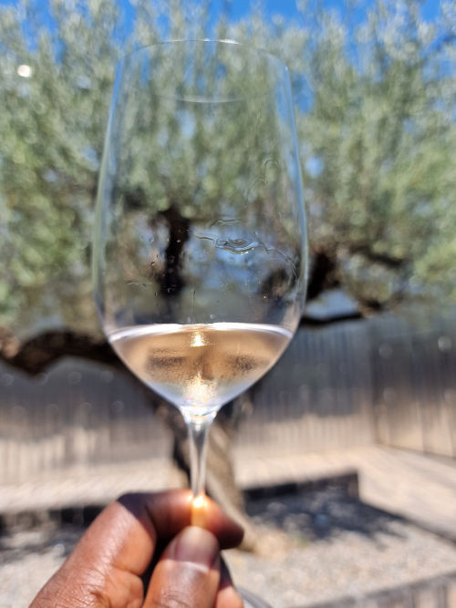 Glass of marguerite rose in front of olive tree