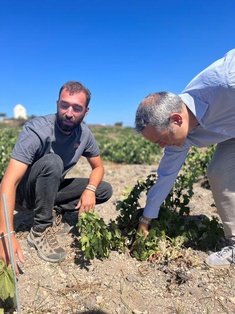 Stratos and Lambros demonstrating how a ‘mother plant’ was buried underground according to the klafiskia technique