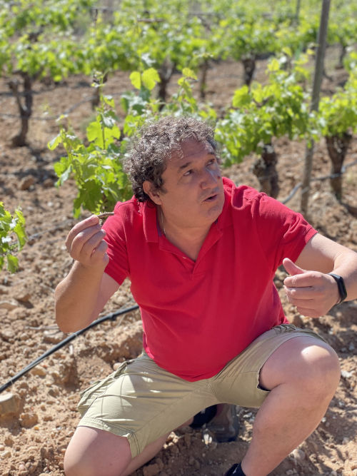 Angel Anocibar in Abadia Retuerta's vineyards