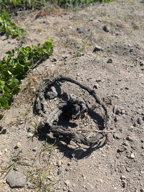 A basket vine with no leaves