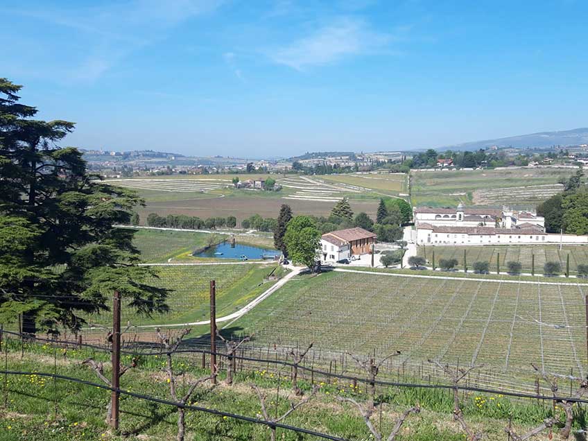 Bertani's vineyards