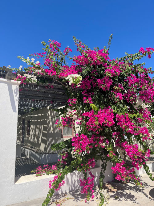 Bougainvillea against a pure azure sky