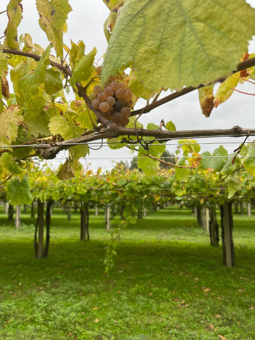 The grapes in the Codax vineyard