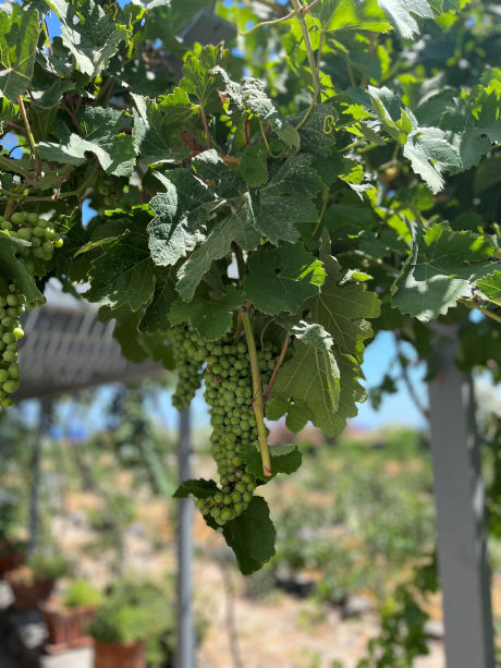 A bunch of grapes on the pergola at the Tasting Room