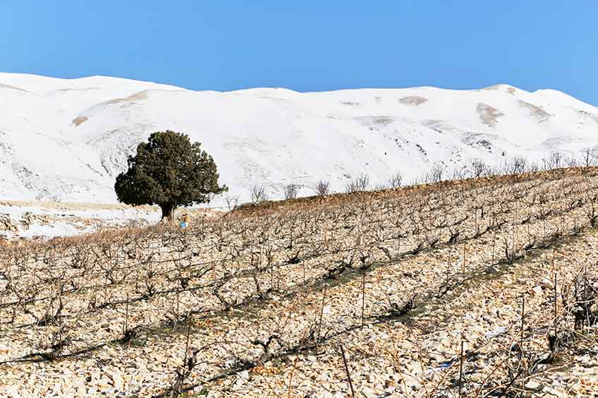 Vines lying dormant in winter