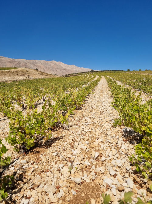 Vines and landscape of Ixsir