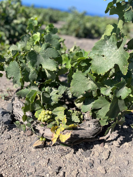 A Kouloura vine with bunch of grapes