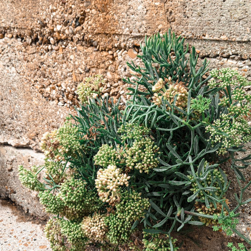 Samphire on the rocks