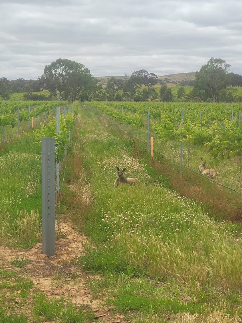 Kangaroos sitting in-between the vines