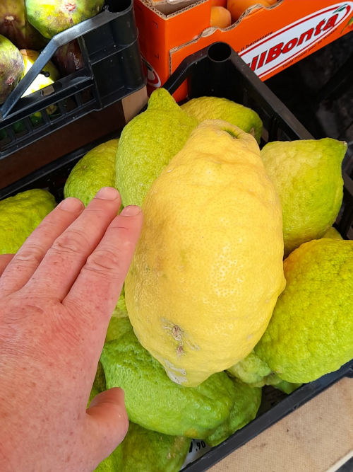 A huge lemon compared to a hand