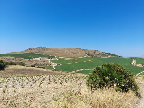 The landscape of the new vineyard