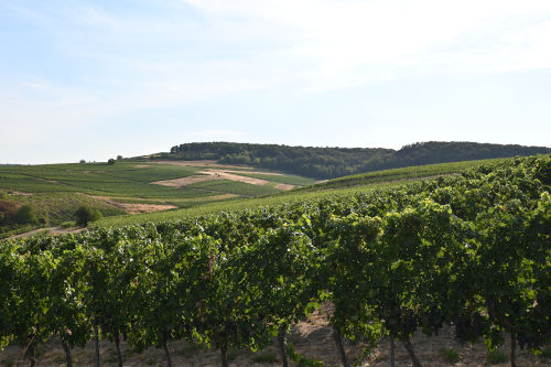 Landscape of Tesch vineyard