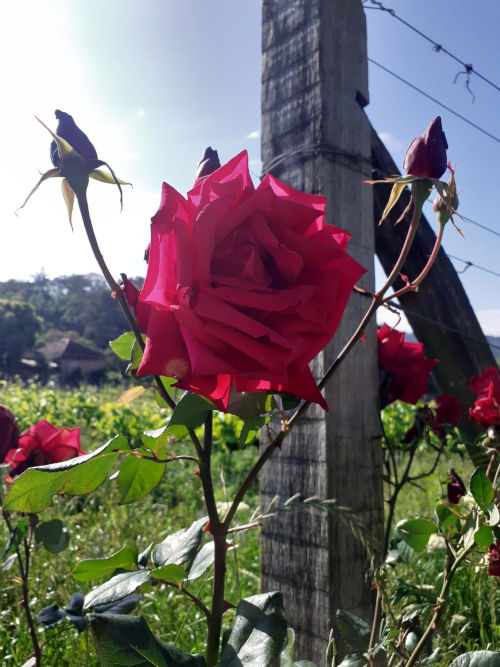 Roses growing in vineyard