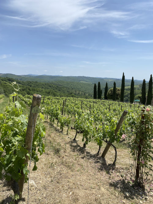 The stunning vineyards of Brancaia, against the backdrop of Tuscan hills