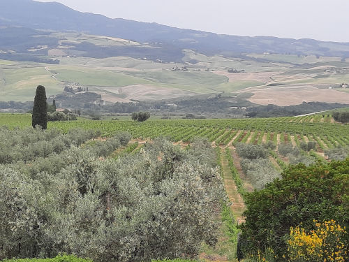 The vineyards of Poggione