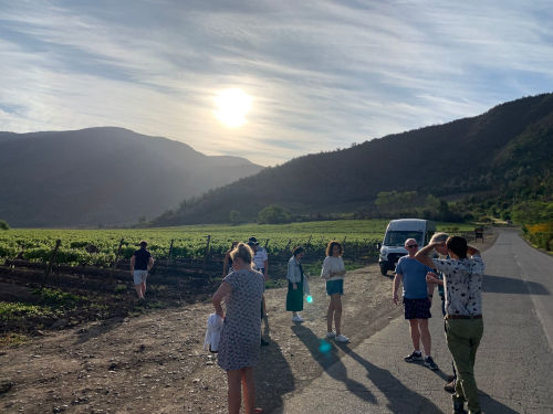 Vineyard with mountains in background at sunset